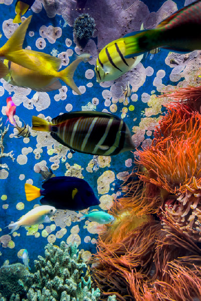 Colorful tropical fish swimming around vibrant coral and sea anemones in a bright, underwater aquarium setting with a deep blue background decorated with circular patterns.
