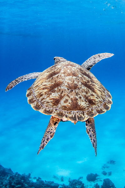 A sea turtle swimming gracefully underwater in clear blue ocean water, viewed from behind with its patterned shell and flippers visible.