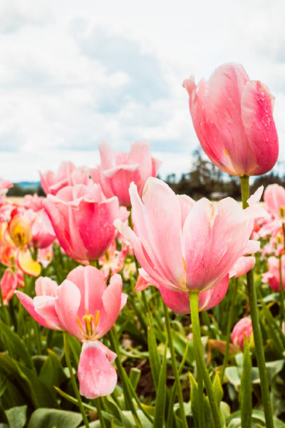 Close-up of vibrant pink tulips in full bloom in a field, with green stems and leaves beneath a cloudy sky in the background.