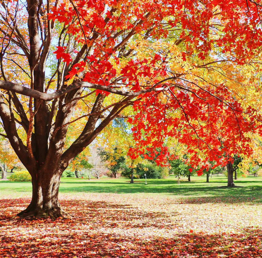 A large tree with vibrant red and orange autumn leaves stands in a sunlit park, its branches stretching wide. Fallen leaves cover the ground, contrasting with the green grass and scattered trees in the background.