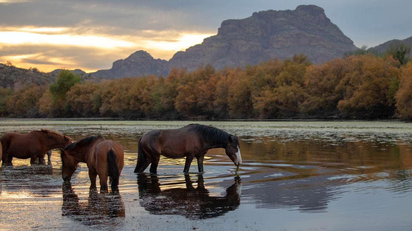 Three horses are standing in a shallow body of water, grazing on aquatic plants. The scene is set against a backdrop of autumn-colored trees lining the waterβs edge, with rugged mountains rising in the distance. The sky is a mix of soft clouds and warm hues, suggesting early morning or late afternoon light. The water reflects the horses, trees, and mountains, creating a peaceful and picturesque atmosphere.