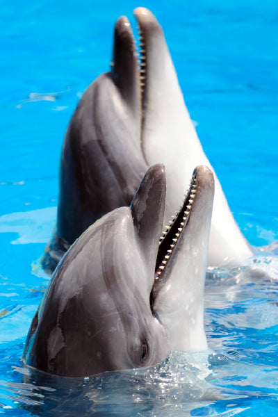 Two dolphins with their heads above the water, both with open mouths, appearing to be in sync, against a bright blue aquatic background.