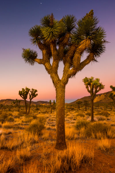 A striking Joshua tree stands tall in the foreground of a desert landscape at sunset, with its spiky green leaves and twisted branches silhouetted against a colorful sky transitioning from pink to deep purple. The arid terrain is dotted with more Joshua trees and dry grasses, with rocky hills in the distance.