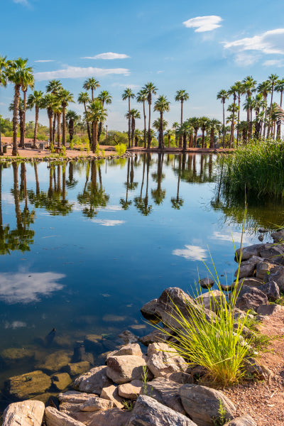 Serene desert oasis featuring a calm pond surrounded by tall palm trees, with their reflections mirrored in the water, and a rocky shoreline with green grasses in the foreground under a bright blue sky with scattered clouds.