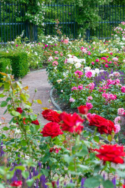 A beautifully maintained rose garden with a winding brick path. The garden is filled with vibrant blooms in various shades of red, pink, and white. A black metal fence and trimmed hedges are visible in the background.