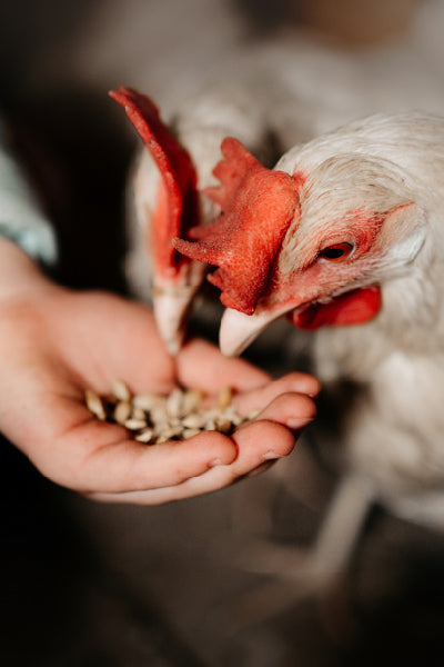 Close-up of two white chickens with red combs pecking at seeds from a person's outstretched hand. The background is blurred, drawing attention to the interaction between the chickens and the hand feeding them.