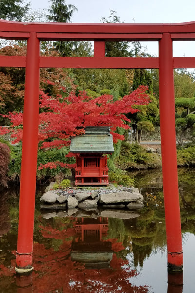 A traditional red torii gate frames a small red shrine with a green roof, situated on a rock island in the middle of a tranquil pond. Behind the shrine, vibrant red maple leaves contrast with the surrounding green foliage, creating a serene and picturesque scene in a Japanese garden.