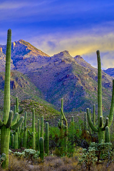 A scenic desert landscape featuring tall saguaro cacti in the foreground, with rugged, sunlit mountains and a dramatic blue and yellow sky in the background.