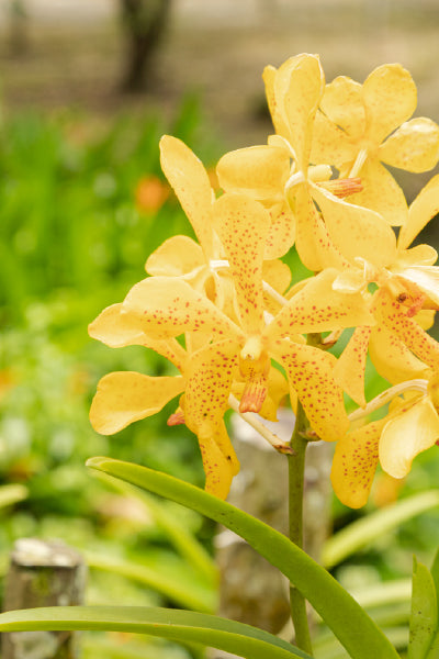 A close-up of vibrant yellow orchids with red speckles blooming in a garden, surrounded by lush green foliage and softly blurred background.
