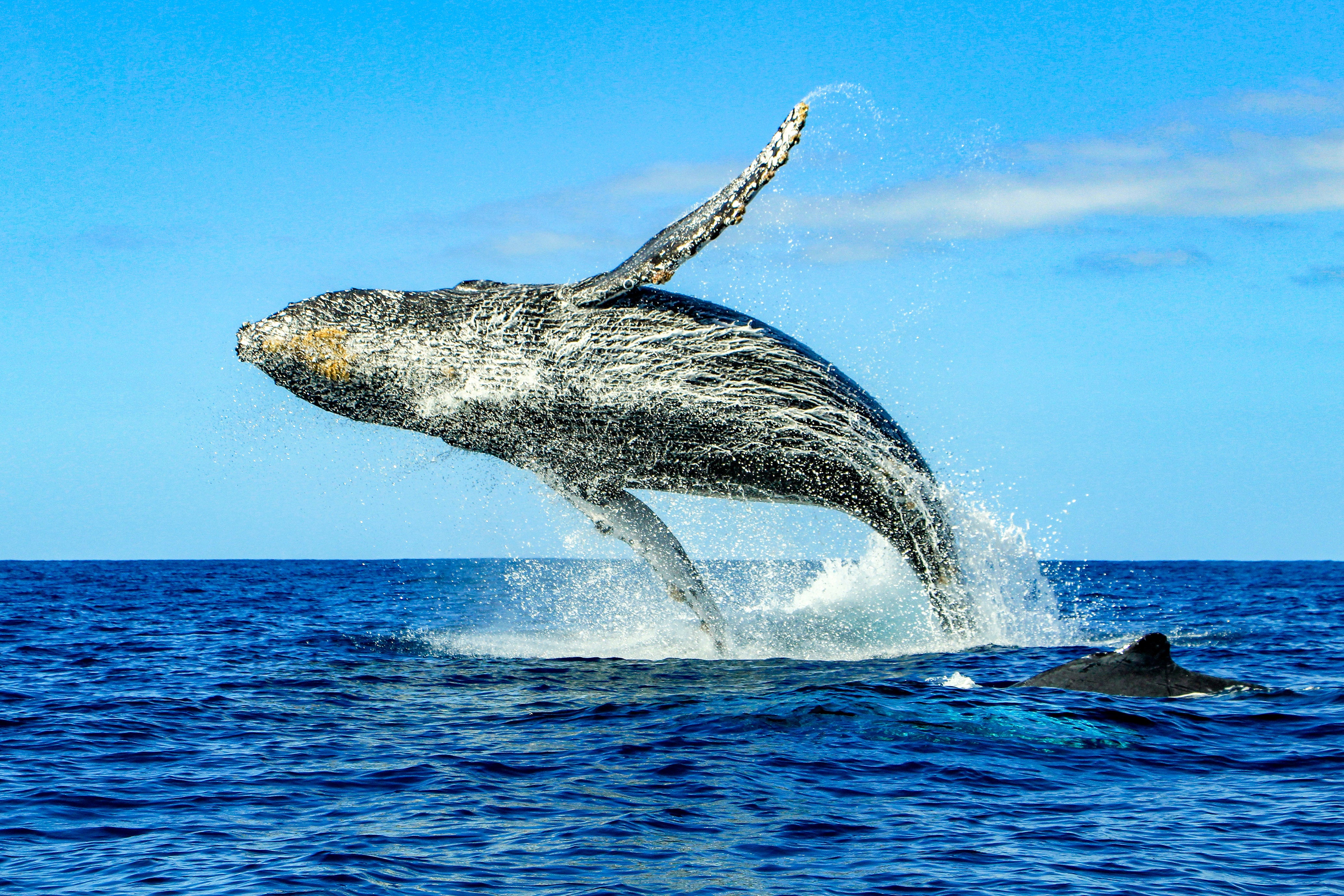 A stunning photograph of a **humpback whale breaching** the ocean surface in Cabo San Lucas, Mexico. The massive whale leaps into the air, showcasing its textured, barnacle-covered body and powerful pectoral fins. Water cascades off its body as it crashes back into the deep blue sea. In the background, another whale is partially visible, swimming just below the surface. The sky is bright blue with a few wispy clouds, making for a breathtaking wildlife moment.