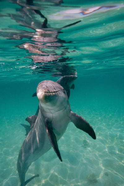 An underwater photograph of a dolphin swimming in clear, turquoise waters. The dolphin is positioned near the surface, with its reflection visible above. Sunlight penetrates the water, casting a dappled pattern on the sandy ocean floor. The dolphin appears curious and playful, with its fins slightly extended as it glides through the water.