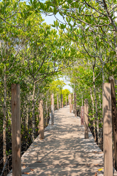 A wooden boardwalk extends through a lush green mangrove forest, surrounded by dense foliage and intertwined branches. Sunlight filters through the leaves, casting dappled shadows on the pathway. The walkway is lined with sturdy wooden posts, leading into the distance towards an opening where the sky is visible.