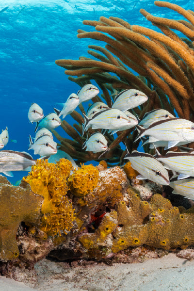 A vibrant underwater scene featuring a school of silver fish with yellow stripes swimming near a coral reef. The reef is adorned with various corals, including bright yellow sponges and large, brown branching coral structures. Sunlight filters through the clear blue water, illuminating the marine life and highlighting the details of the fish and corals.