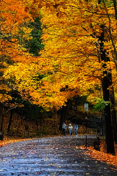 A winding paved path in a forest during autumn, lined with trees covered in vibrant orange and yellow leaves. Fallen leaves scatter across the path and ground. In the distance, three people are walking along the path, surrounded by the colorful fall foliage. A speed limit sign is visible beside the path.