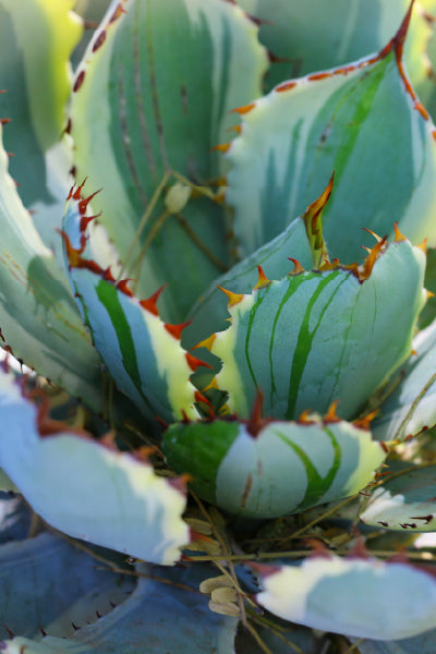 Close-up of an agave plant with thick, fleshy blue-green leaves edged with sharp reddish-brown spines and green striping patterns, showcasing the intricate and striking details of the desert succulent.