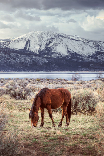 A brown horse grazing on grass in an open field with bushes. In the background, there is a large, snow-covered mountain under a cloudy sky. A calm body of water lies between the horse and the mountain, adding to the serene and natural landscape.