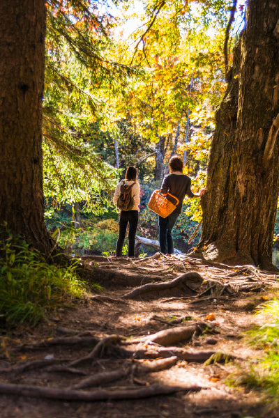 Two people standing on a forest trail surrounded by tall trees with exposed roots. Sunlight filters through the colorful autumn leaves, casting a warm glow. One person is holding an orange woven bag, and both are looking into the distance, enjoying the natural scenery.