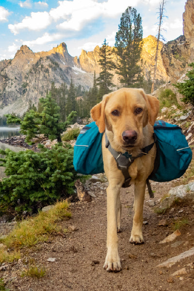 A yellow Labrador retriever wearing a blue hiking pack walks along a dirt trail in a mountainous forest area. In the background, there are tall pine trees, a calm lake, and rugged rocky mountains bathed in warm sunlight under a partly cloudy sky.