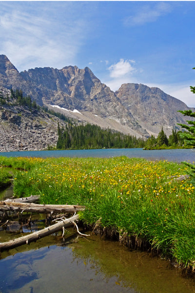A scenic mountain landscape featuring a clear alpine lake surrounded by lush green grass and yellow wildflowers in the foreground. Rocky peaks rise sharply in the background under a bright blue sky with scattered clouds. A few logs rest at the water's edge, and a dense forest of evergreen trees lies at the base of the mountains.