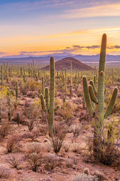 Expansive desert landscape at sunset featuring tall saguaro cacti scattered across the arid terrain, with distant mountains and a colorful sky in the background.